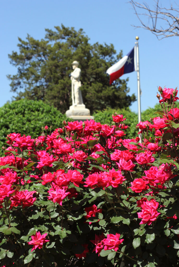 Image of Roses at Oakwood Cemetery